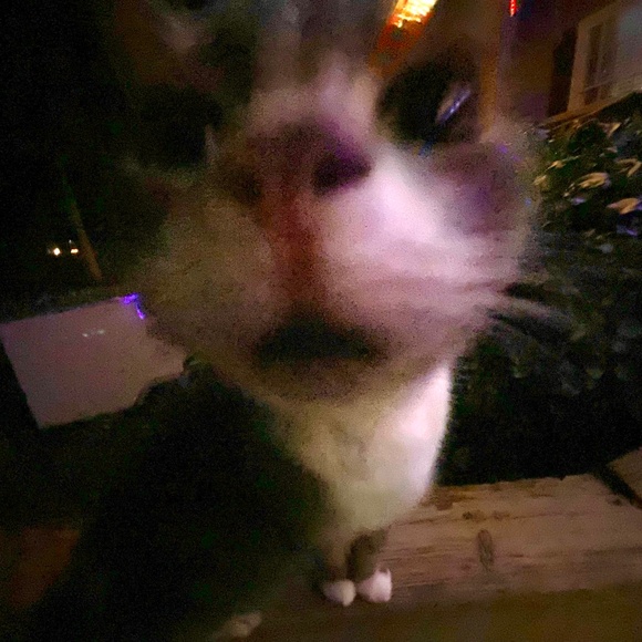 Meet your Posher, Meli! - Picture 11 of 13